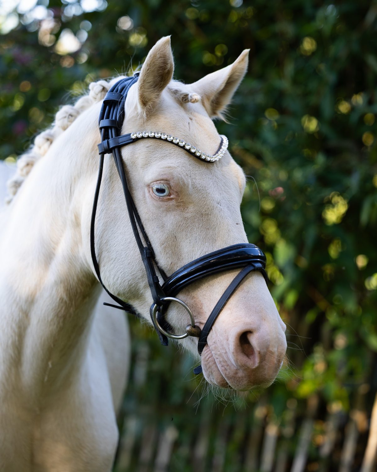 Kopfporträt eines hellen Ponys mit blauen Augen